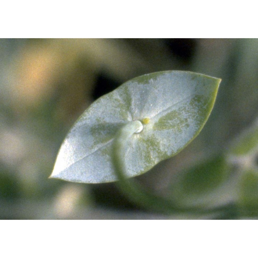 blackstonia perfoliata (l.) huds.