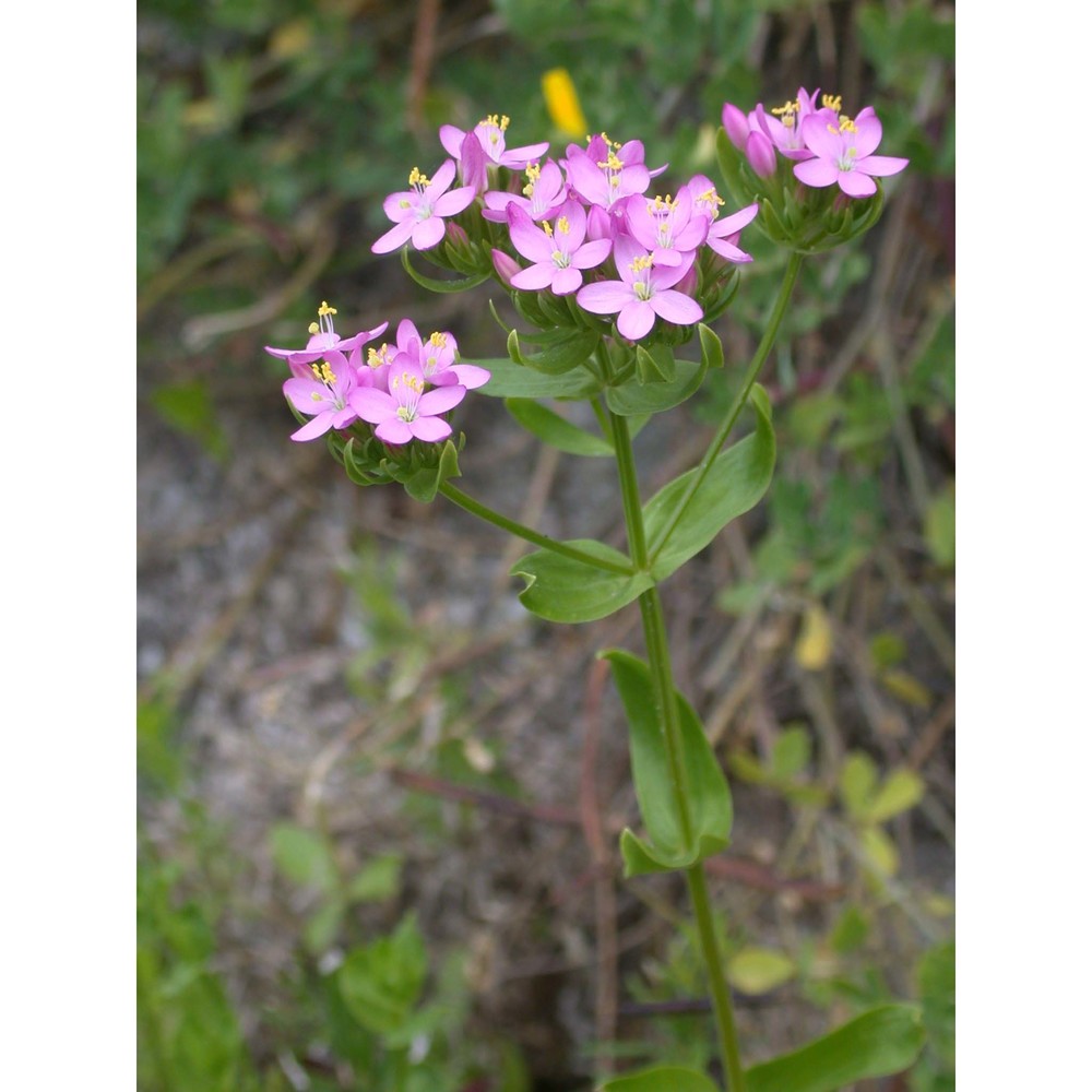 centaurium erythraea rafn