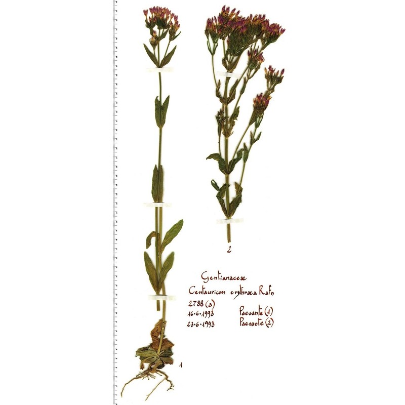 centaurium erythraea rafn