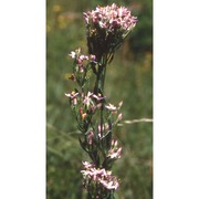 centaurium erythraea rafn