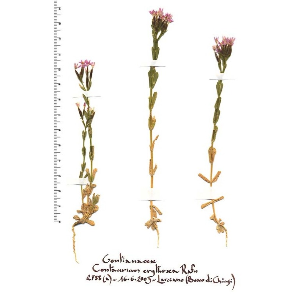 centaurium erythraea rafn