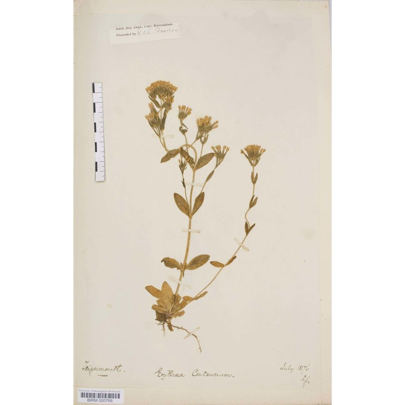 centaurium littorale (turner) gilmour