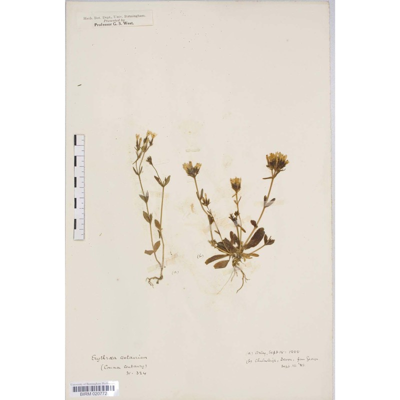 centaurium littorale (turner) gilmour