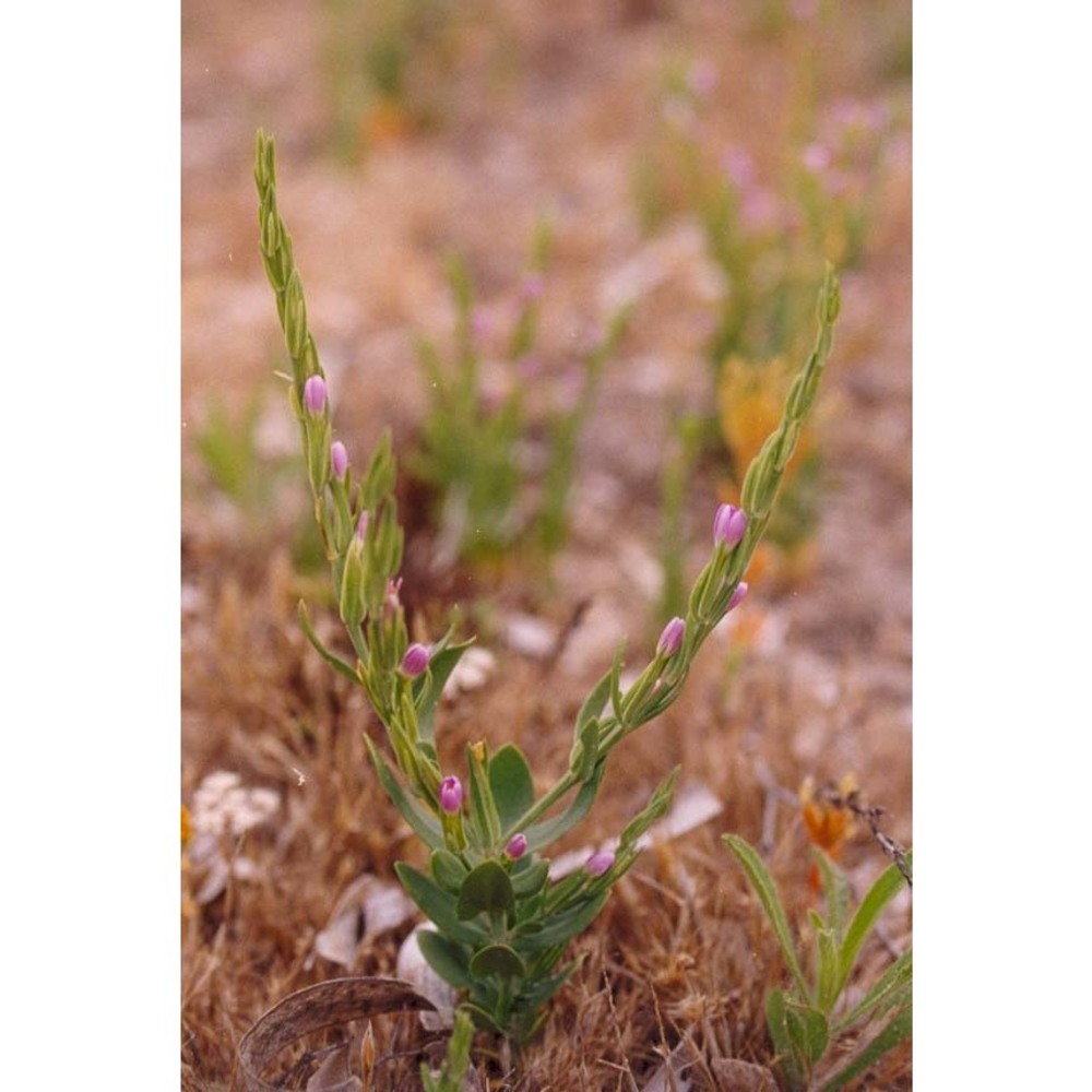 centaurium spicatum (l.) fritsch