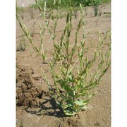 centaurium spicatum (l.) fritsch