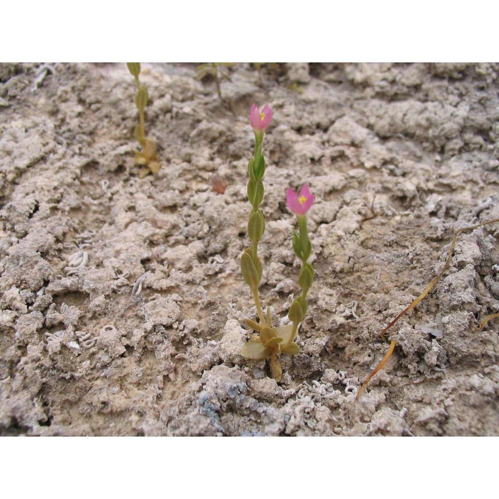 centaurium spicatum (l.) fritsch