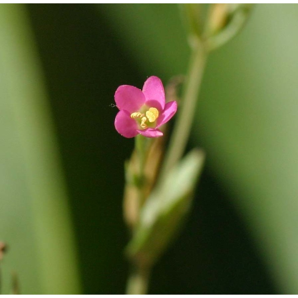 centaurium tenuiflorum (hoffmanns. et link) fritsch