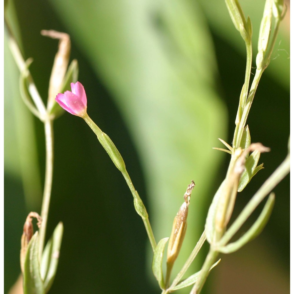 centaurium tenuiflorum (hoffmanns. et link) fritsch