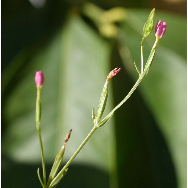 centaurium tenuiflorum (hoffmanns. et link) fritsch