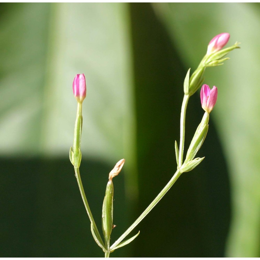 centaurium tenuiflorum (hoffmanns. et link) fritsch