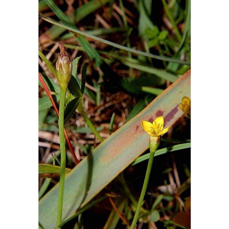 cicendia filiformis (l.) delarbre