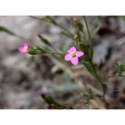 exaculum pusillum (lam.) caruel