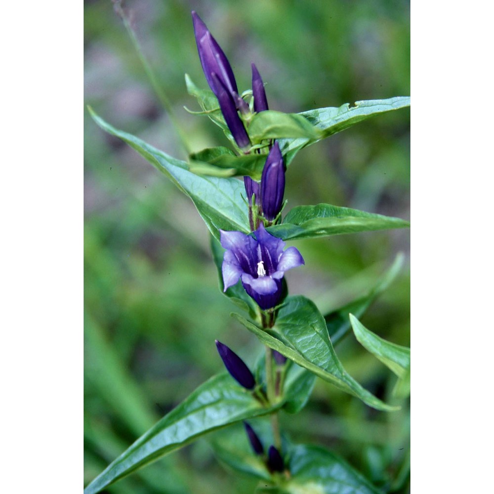 gentiana asclepiadea l.