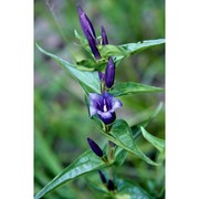 gentiana asclepiadea l.