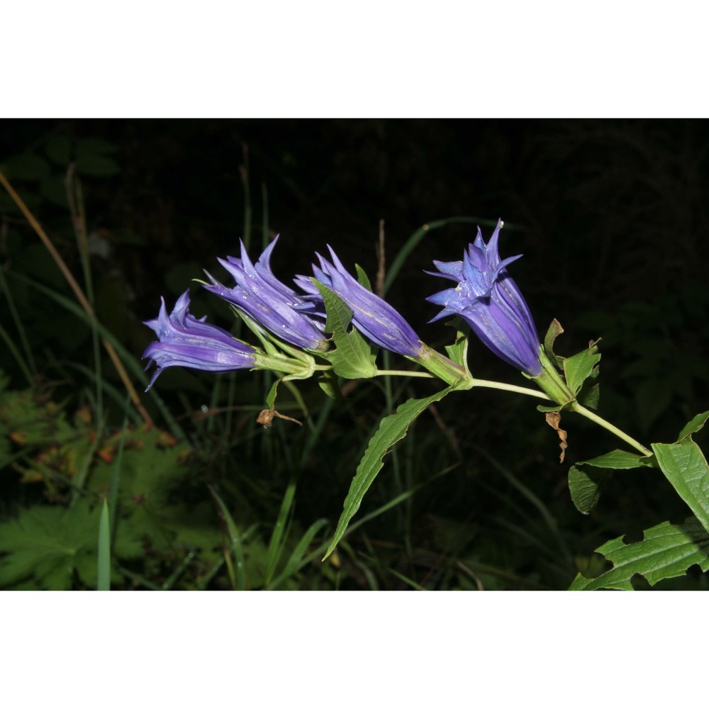 gentiana asclepiadea l.