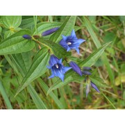 gentiana asclepiadea l.