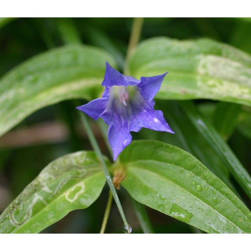 gentiana asclepiadea l.