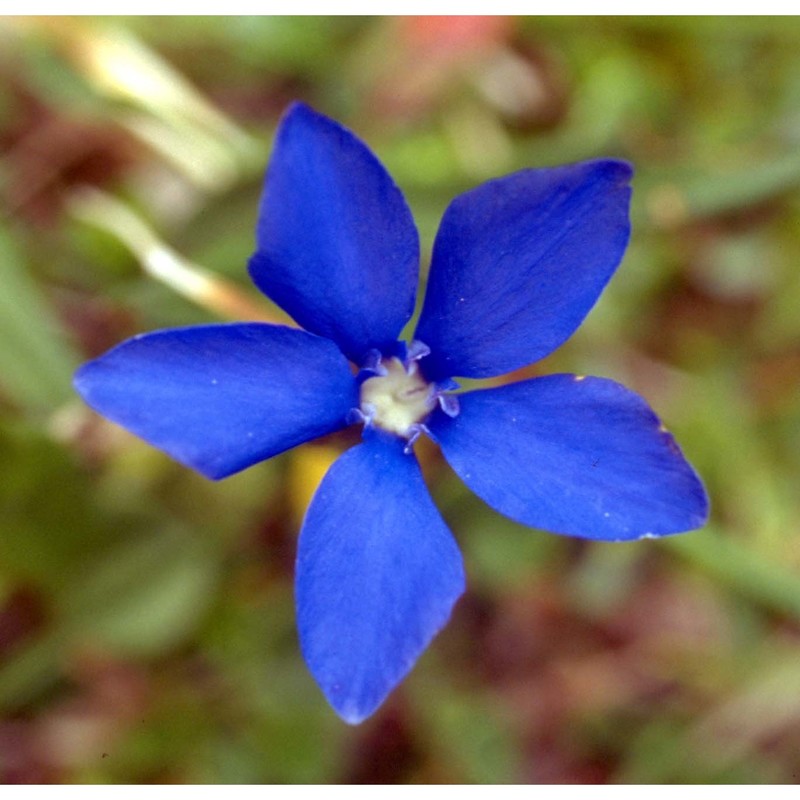 gentiana bavarica l.