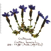 gentiana bavarica l.