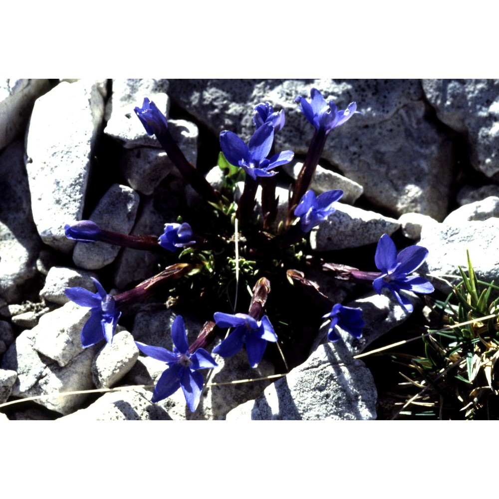 gentiana bavarica l.