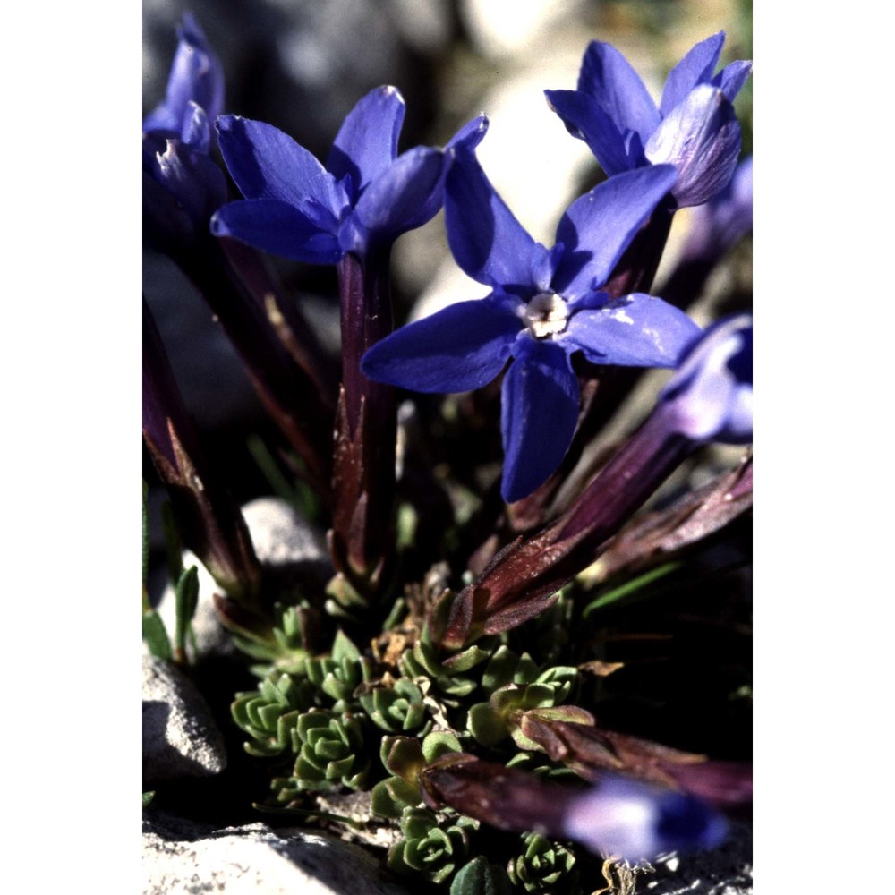 gentiana bavarica l.