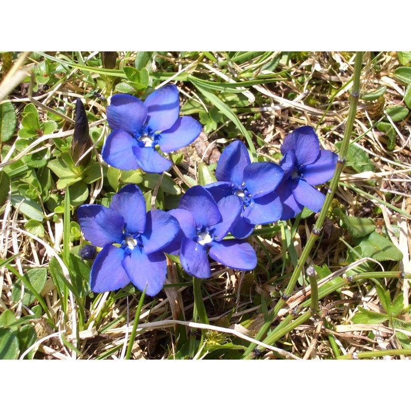 gentiana brachyphylla vill.