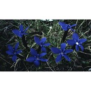 gentiana brachyphylla vill.