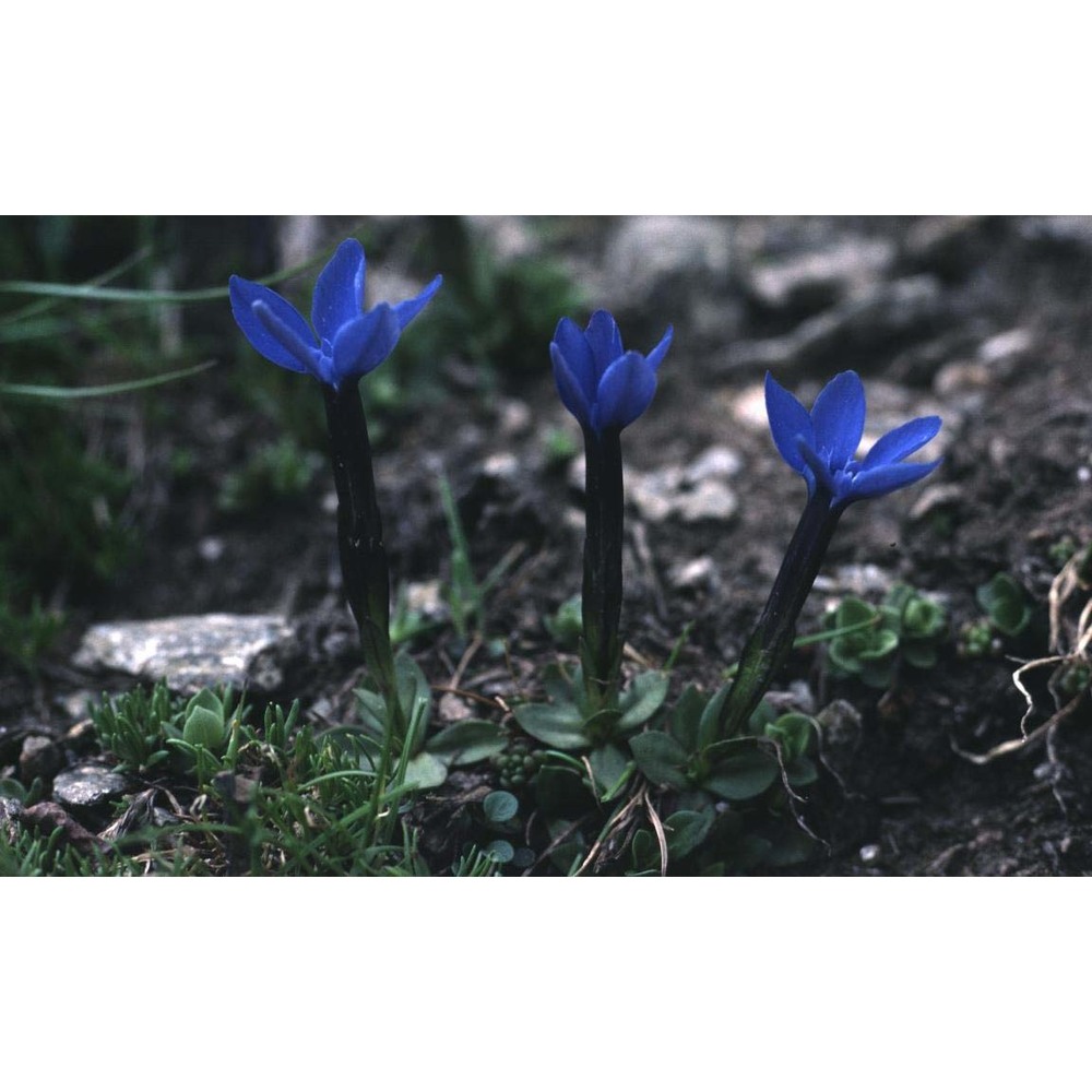 gentiana brachyphylla vill.