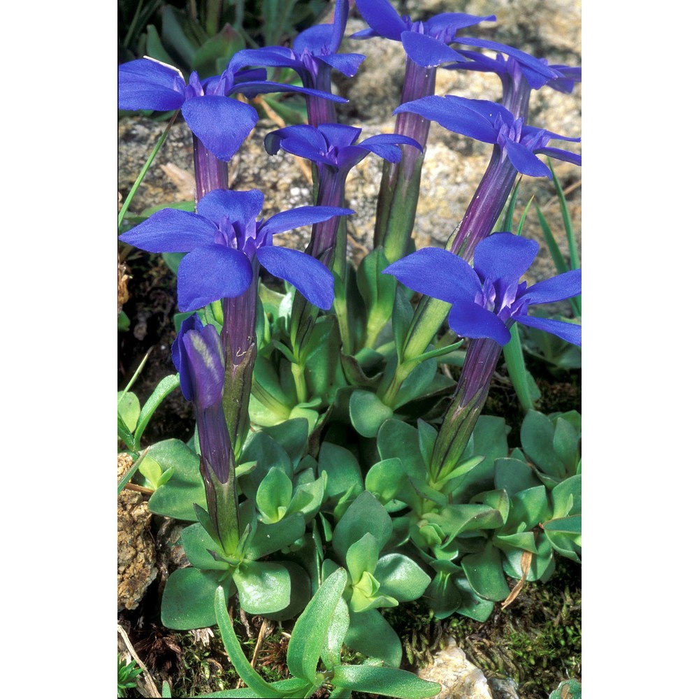 gentiana brachyphylla vill.