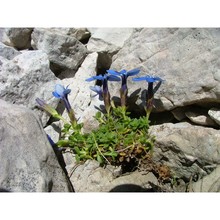 gentiana brentae prosser et bertolli