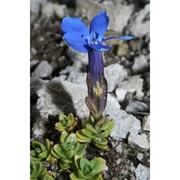 gentiana brentae prosser et bertolli