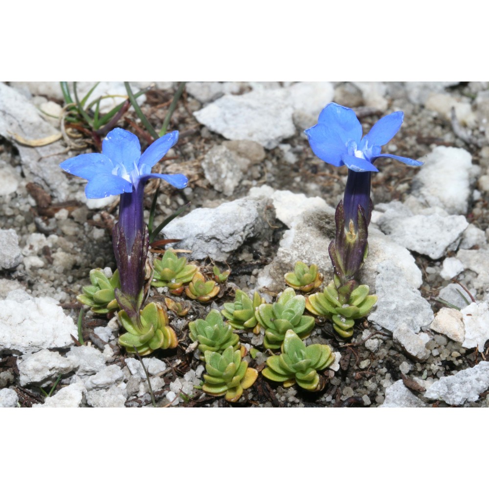 gentiana brentae prosser et bertolli