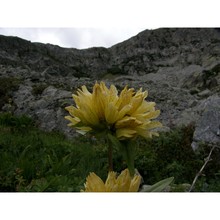 gentiana burseri lapeyr.