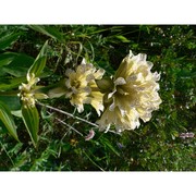 gentiana burseri lapeyr.