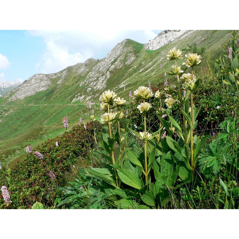 gentiana burseri lapeyr.