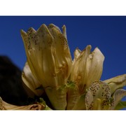 gentiana burseri lapeyr.