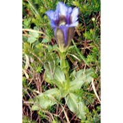 gentiana clusii e. p. perrier et songeon