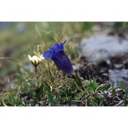 gentiana clusii e. p. perrier et songeon