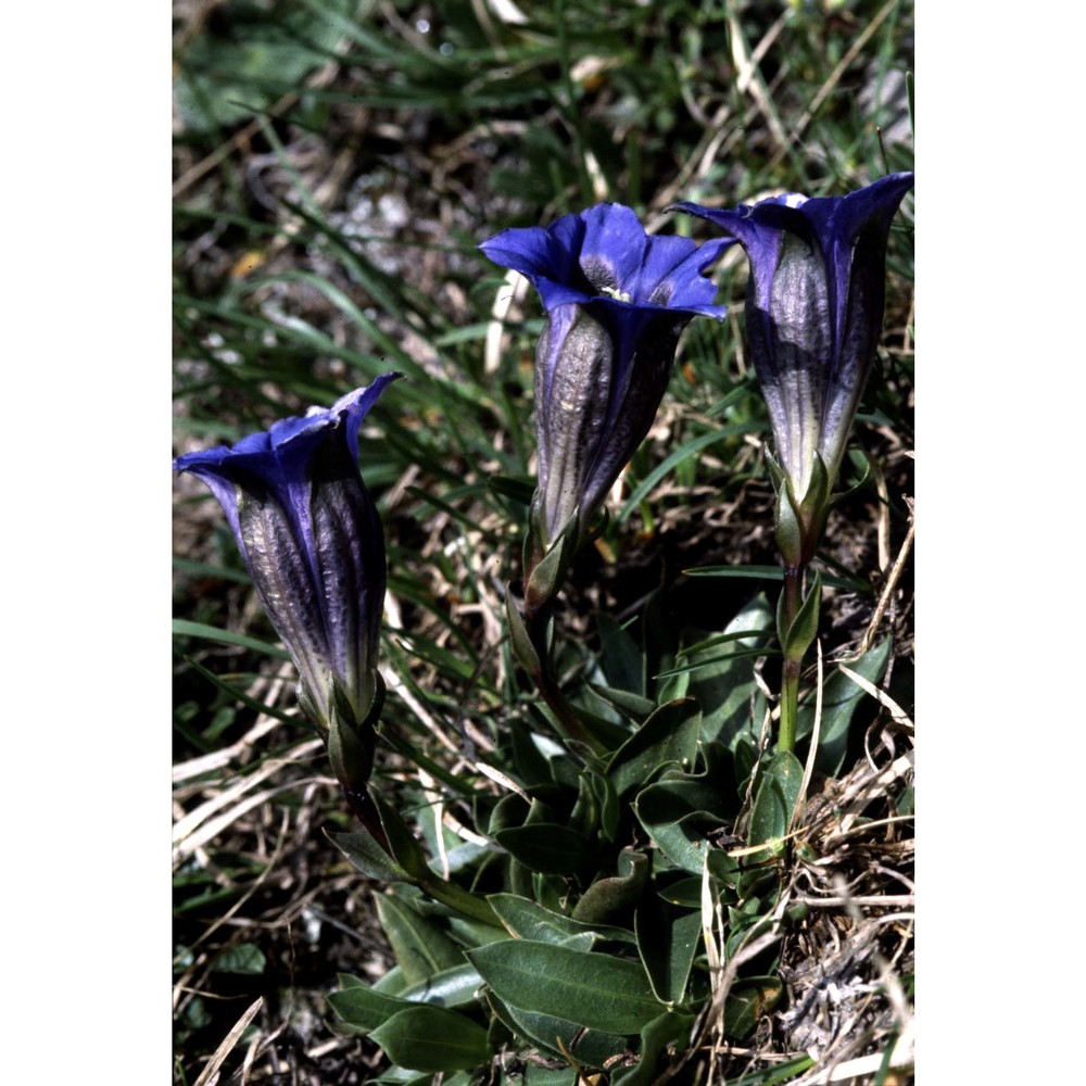 gentiana clusii e. p. perrier et songeon