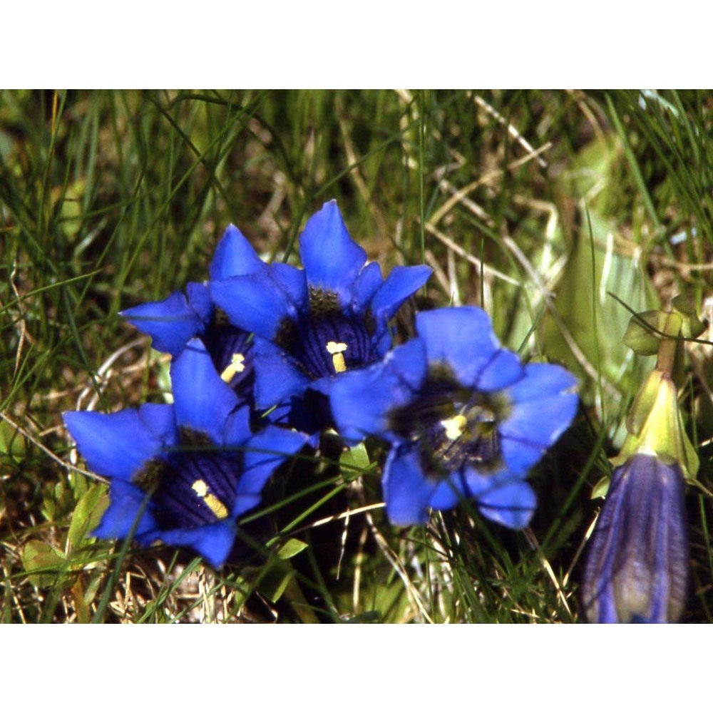 gentiana clusii e. p. perrier et songeon