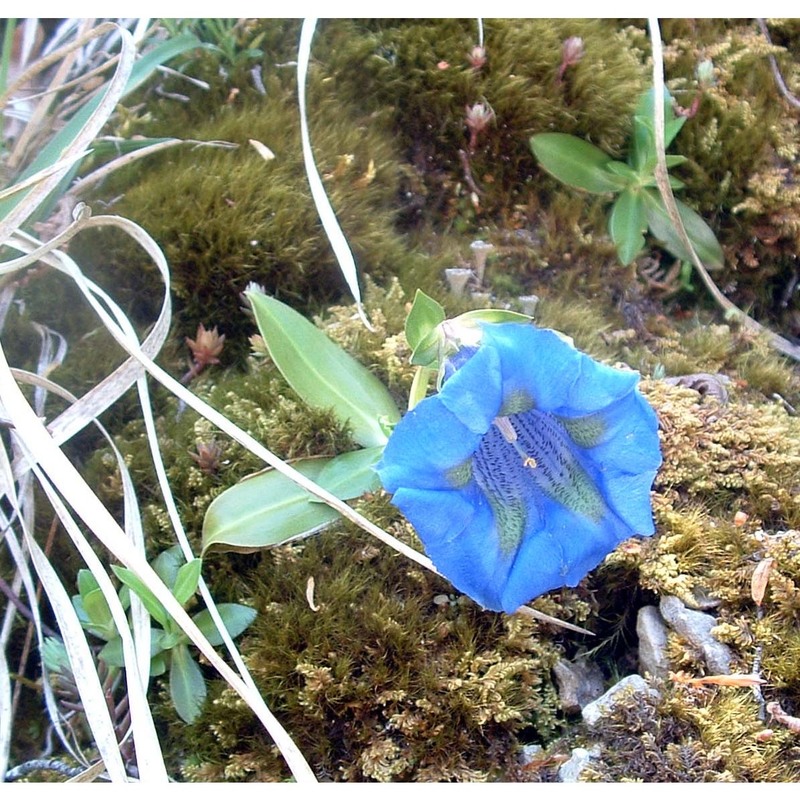 gentiana dinarica beck