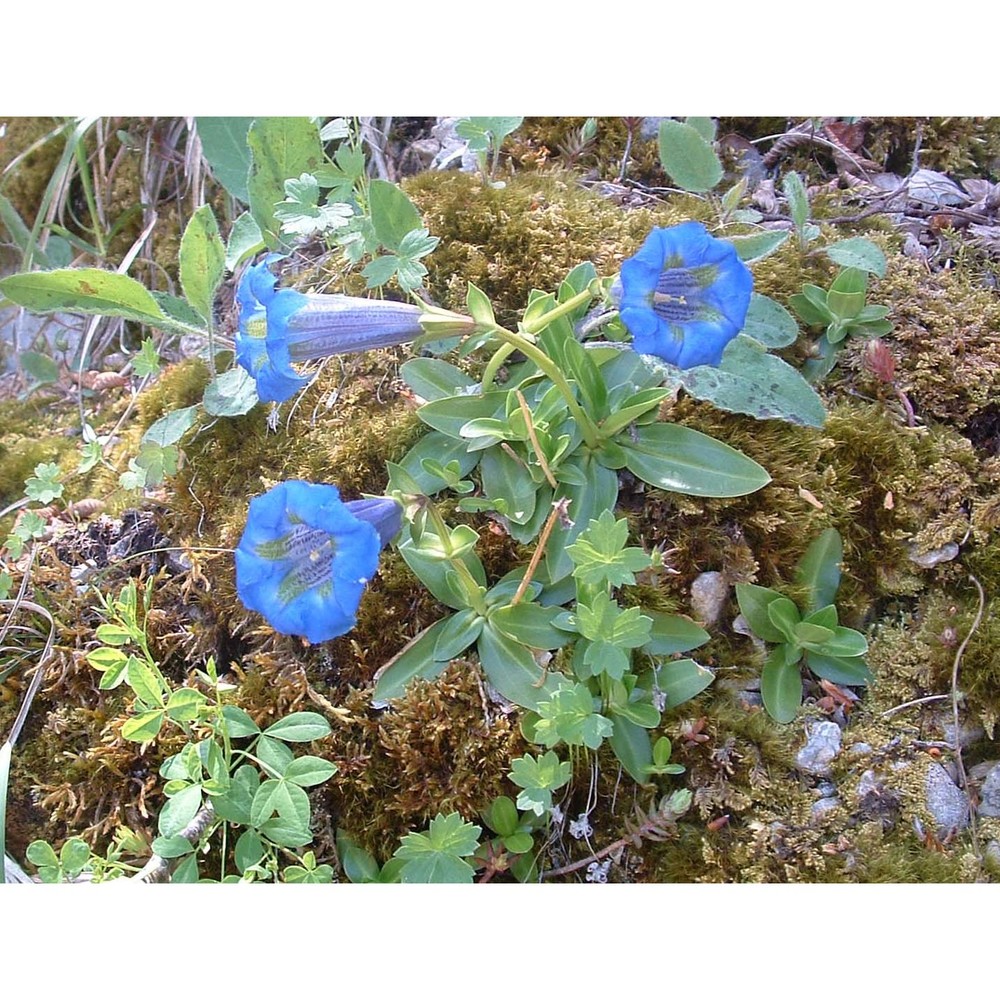 gentiana dinarica beck