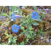 gentiana dinarica beck