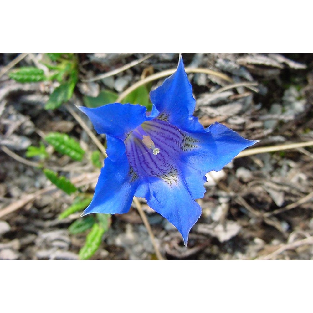 gentiana dinarica beck