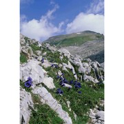 gentiana dinarica beck