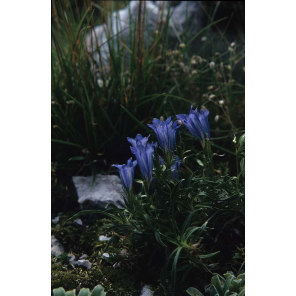 gentiana froelichii jan subsp. zenarii martini et poldini