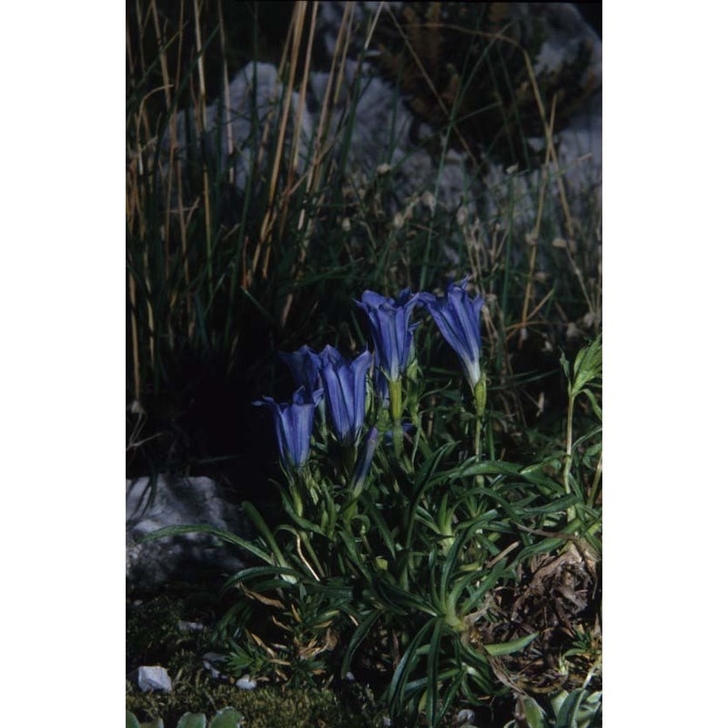 gentiana froelichii jan subsp. zenarii martini et poldini