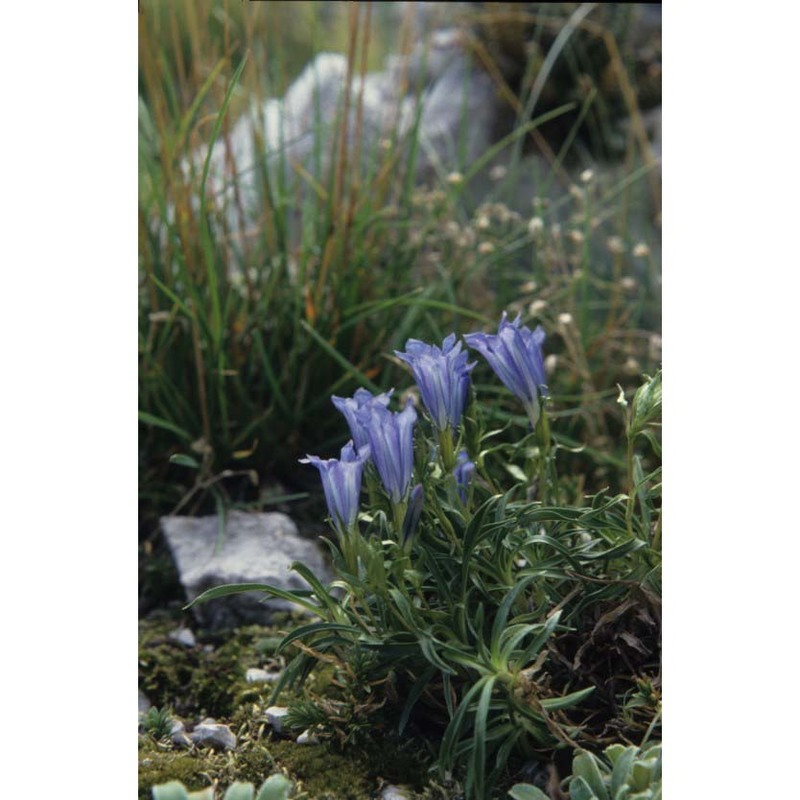 gentiana froelichii jan subsp. zenarii martini et poldini