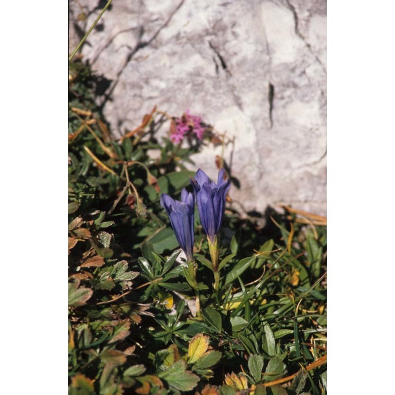 gentiana froelichii jan subsp. zenarii martini et poldini