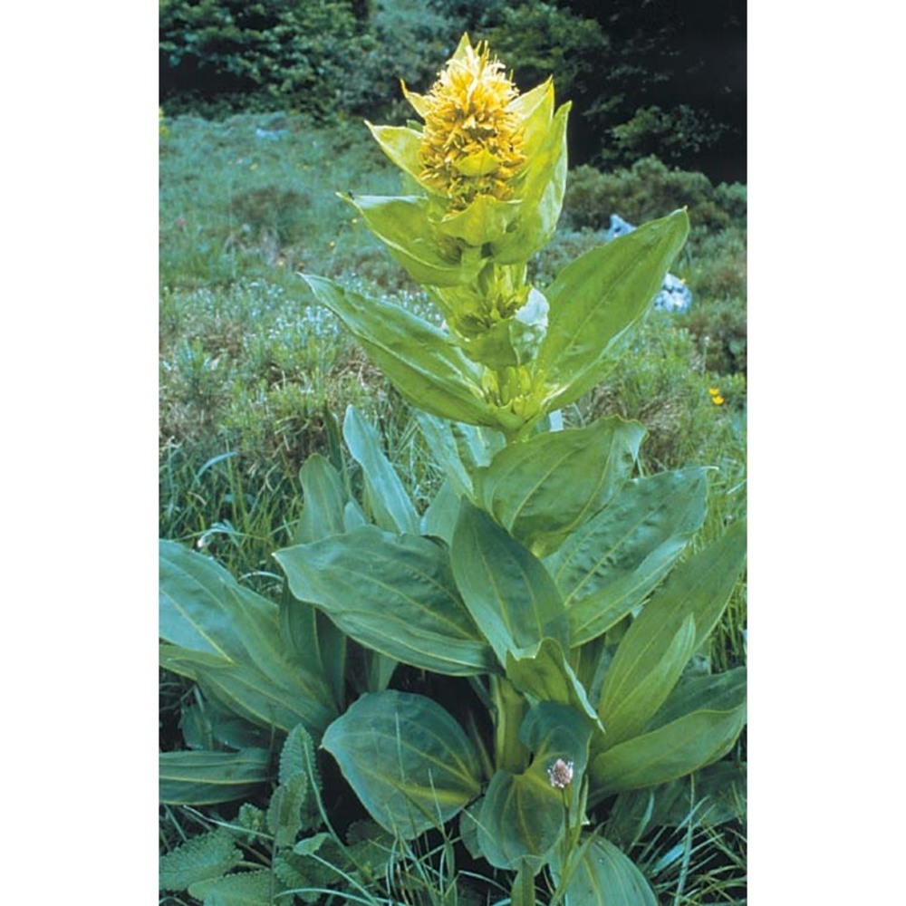 gentiana lutea l.